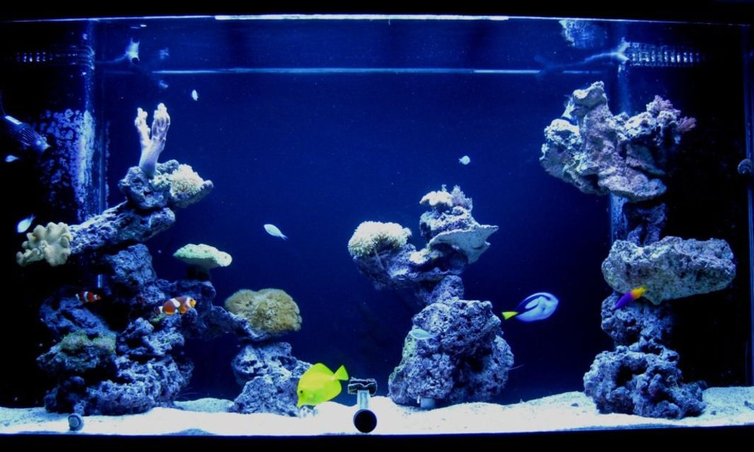 Rated #55: 180 Gallons Reef Tank - Full tank shot Rated #55: 180 Gallons Reef Tank - Full tank shot