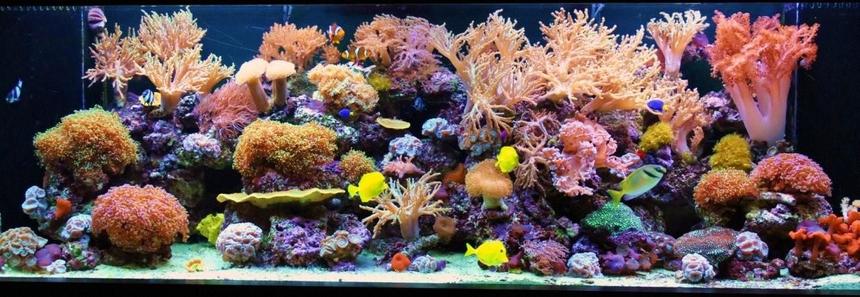Rated #1: 200 Gallons Reef Tank - 200 Gallon Reef Tank Rated #1: 200 Gallons Reef Tank - 200 Gallon Reef Tank