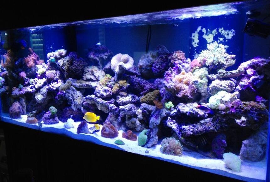 Rated #10: 220 Gallons Reef Tank - My thing that gives me a quiet mind Rated #10: 220 Gallons Reef Tank - My thing that gives me a quiet mind