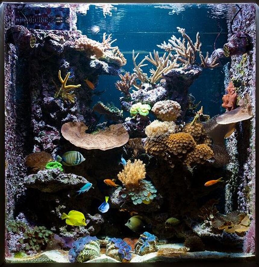 Rated #2: 125 Gallons Reef Tank - 125 gallon see through reef aquarium. Rated #2: 125 Gallons Reef Tank - 125 gallon see through reef aquarium.