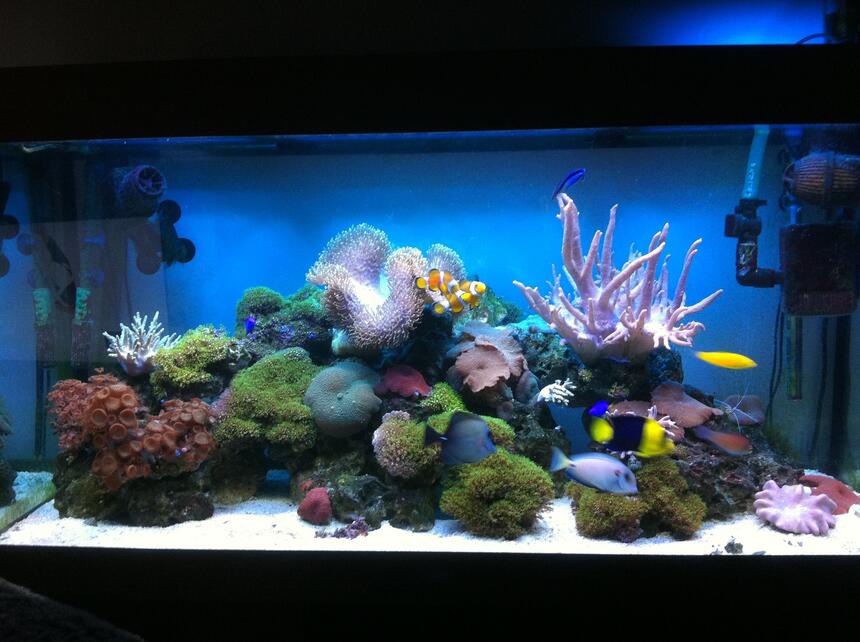 Rated #2: 67 Gallons Reef Tank - Updated photo 12/3/2013 Rated #2: 67 Gallons Reef Tank - Updated photo 12/3/2013