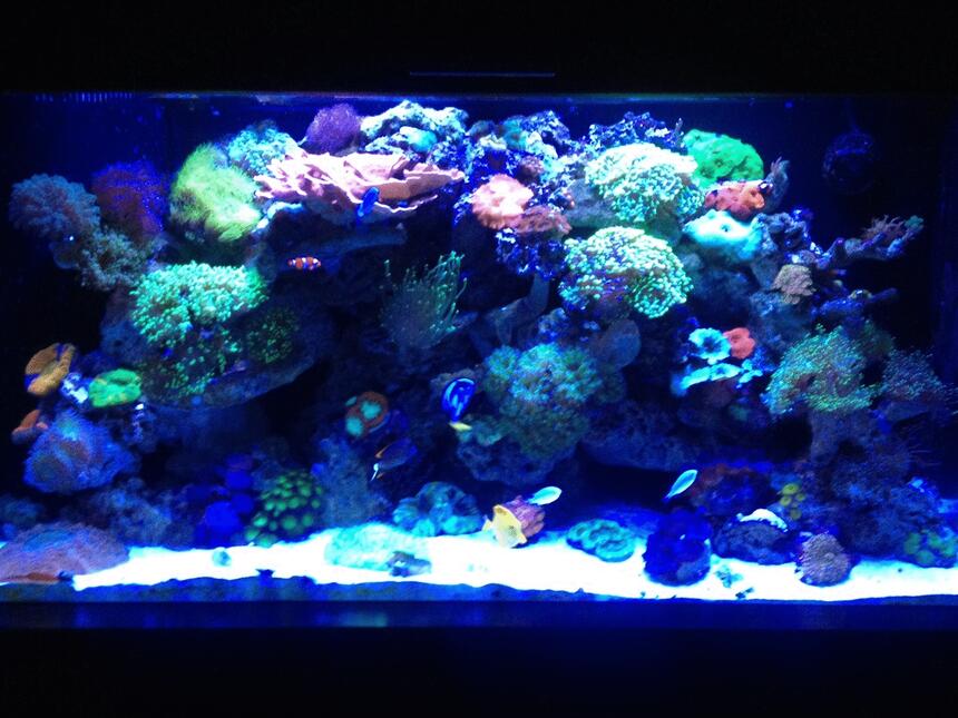 Rated #9: 90 Gallons Reef Tank - Old shot let me know what you think, ill try and get a new one today, Mind you this was taken with an Iphone so quality is no the best Rated #9: 90 Gallons Reef Tank - Old shot let me know what you think, ill try and get a new one today, Mind you this was taken with an Iphone so quality is no the best