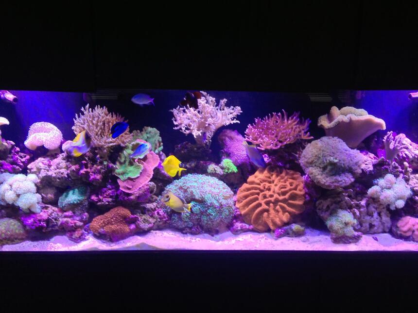 Rated #1: 120 Gallons Reef Tank - Living the reef hobby and loving it Rated #1: 120 Gallons Reef Tank - Living the reef hobby and loving it