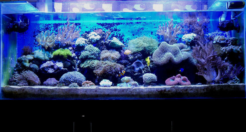 Rated #5: 100 Gallons Reef Tank - 100G Mixed Reef Tank
with Softies,LPS & SPS Rated #5: 100 Gallons Reef Tank - 100G Mixed Reef Tank
with Softies,LPS & SPS