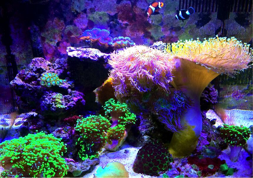 Rated #3: 29 Gallons Reef Tank - 2 years Running: 29 gallon biocube. 2 Oce clowns (orange & black), 1 coral beauty angel, Branching Duncan Coral, 2 T-maxima clams (black & blue), 3 green tip frogspawn, green striped mushrooms, yellow sun coral, leather toadstool, favia, small zoa colony, green elegance coral. LED lighting. Rated #3: 29 Gallons Reef Tank - 2 years Running: 29 gallon biocube. 2 Oce clowns (orange & black), 1 coral beauty angel, Branching Duncan Coral, 2 T-maxima clams (black & blue), 3 green tip frogspawn, green striped mushrooms, yellow sun coral, leather toadstool, favia, small zoa colony, green elegance coral. LED lighting.