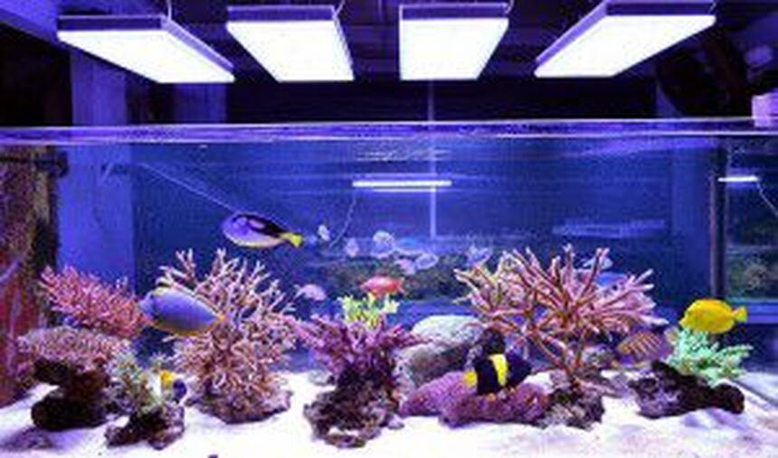 Rated #8: 2 Gallons Reef Tank - this is my fish tank with lighting Rated #8: 2 Gallons Reef Tank - this is my fish tank with lighting