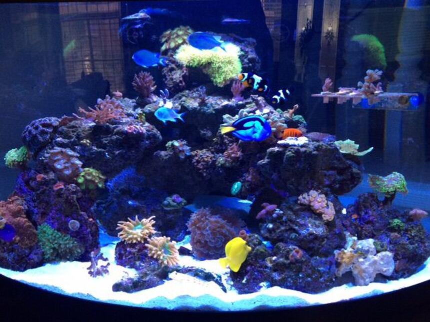 Rated #5: 92 Gallons Reef Tank - 92 gallon Oceanic 1/4 circle. Up and running 14 months. Rated #5: 92 Gallons Reef Tank - 92 gallon Oceanic 1/4 circle. Up and running 14 months.