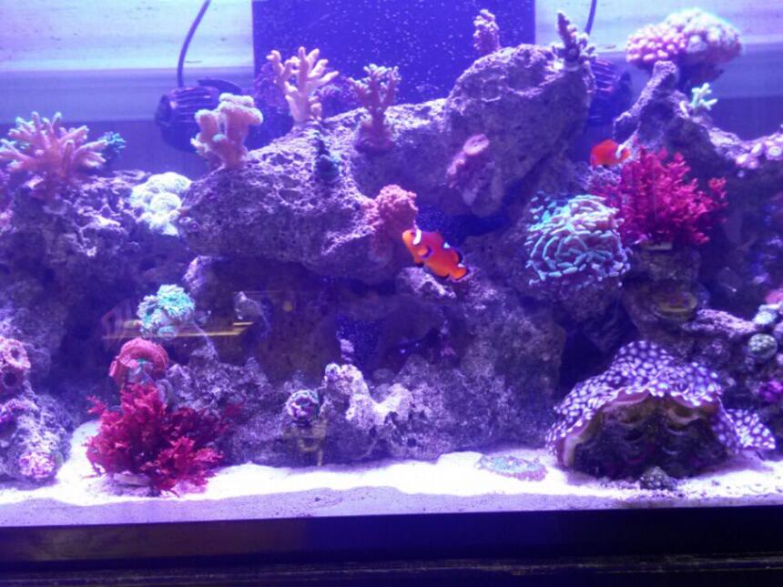 Rated #9: 57 Gallons Reef Tank - Only pic I could get to load! Rated #9: 57 Gallons Reef Tank - Only pic I could get to load!