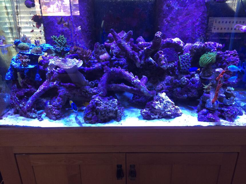 Rated #7: 120 Gallons Reef Tank - 120 mixed reef Rated #7: 120 Gallons Reef Tank - 120 mixed reef