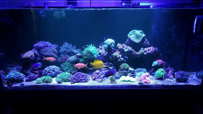 Rated #5: 90 Gallons Reef Tank - . Rated #5: 90 Gallons Reef Tank - .
