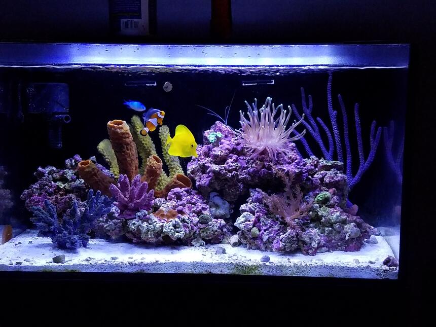 Rated #1: 20 Gallons Reef Tank - New tank setup Rated #1: 20 Gallons Reef Tank - New tank setup