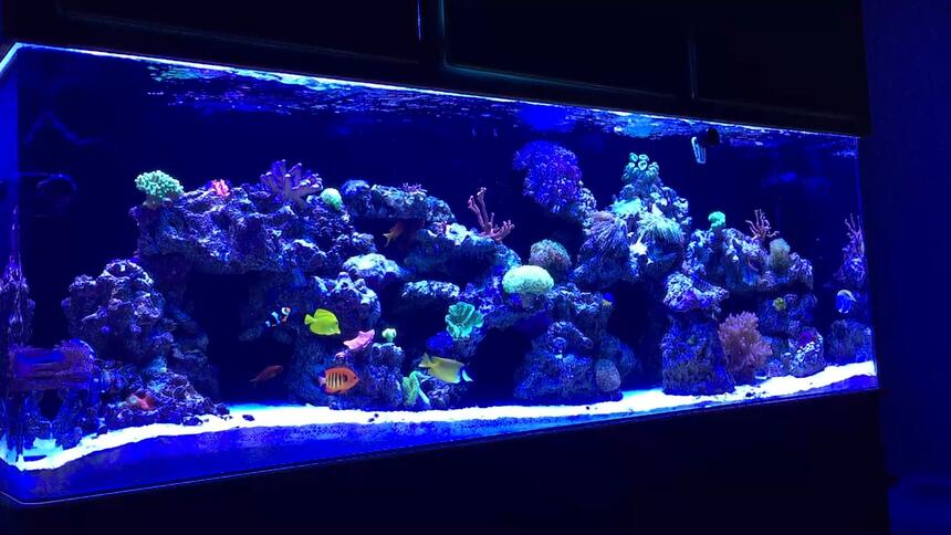 Rated #2: 139 Gallons Reef Tank - MY 140 GALLON REEF TANK Rated #2: 139 Gallons Reef Tank - MY 140 GALLON REEF TANK