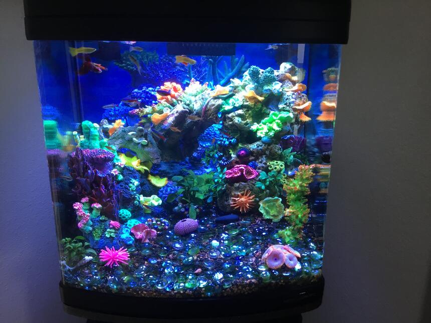 Rated #6: 28 Gallons Reef Tank - Freshwater reef. Rated #6: 28 Gallons Reef Tank - Freshwater reef.