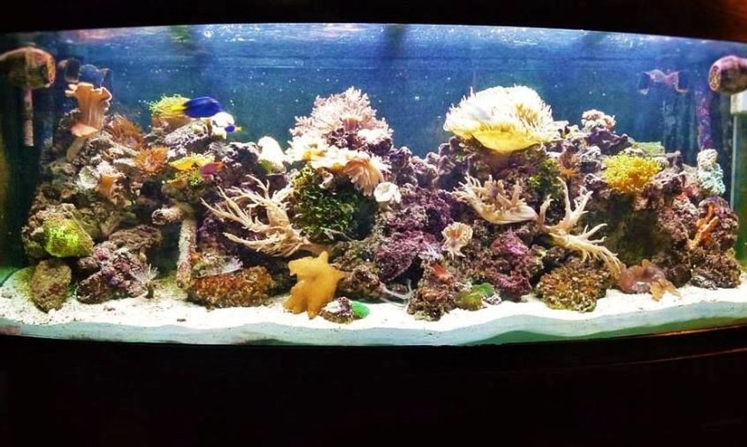 Rated #3: 120 Gallons Reef Tank - Drop of a ocean seen indoors Rated #3: 120 Gallons Reef Tank - Drop of a ocean seen indoors