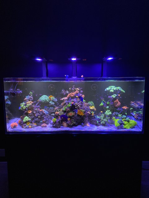 Rated #49: 165 Gallons Reef Tank - Wonders of the Ocean Rated #49: 165 Gallons Reef Tank - Wonders of the Ocean