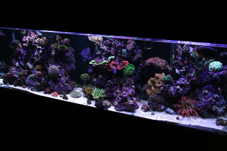 Rated #5: 125 Gallons Reef Tank - 125G Mixed Reef Rated #5: 125 Gallons Reef Tank - 125G Mixed Reef