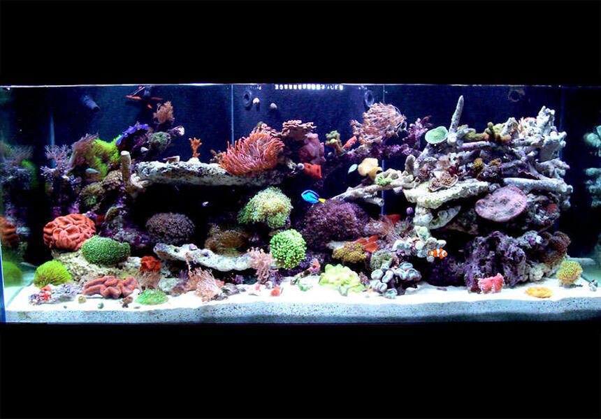 Rated #4: 150 Gallons Reef Tank - 150 Gallon - full tank shot Rated #4: 150 Gallons Reef Tank - 150 Gallon - full tank shot