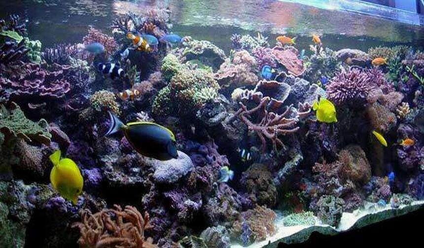 Rated #10: 240 Gallons Reef Tank - my reef tank Rated #10: 240 Gallons Reef Tank - my reef tank