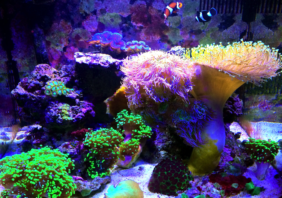 29 gallon saltwater stocking options