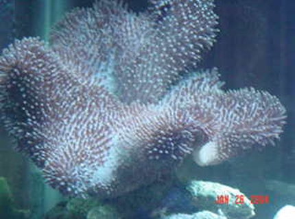 corals inverts - heliopora coerulea - blue ridge coral stocking in 72 gallons tank corals inverts - heliopora coerulea - blue ridge coral stocking in 72 gallons tank