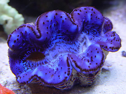 corals inverts - tridacna maxima - maxima clam corals inverts - tridacna maxima - maxima clam