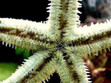 Rated #9: Corals Inverts - Astropecten Polycanthus - Sand Sifting Sea Star Stocking In 80 Gallons Tank - Sandsifter seastar without sand Rated #9: Corals Inverts - Astropecten Polycanthus - Sand Sifting Sea Star Stocking In 80 Gallons Tank - Sandsifter seastar without sand
