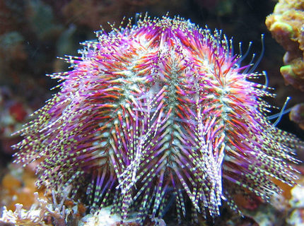corals inverts - salmacis bicolour - pink urchin stocking in 100 gallons tank - Salmacis Bicolor corals inverts - salmacis bicolour - pink urchin stocking in 100 gallons tank - Salmacis Bicolor