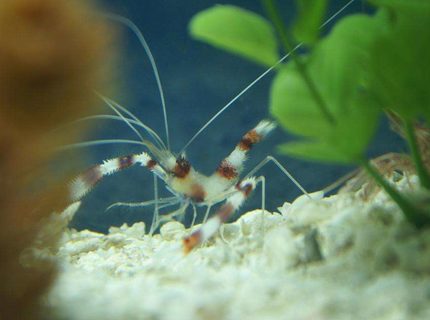 corals inverts - stenopus hispidus - banded coral shrimp stocking in 20 gallons tank - My Coral Banded Shrimp corals inverts - stenopus hispidus - banded coral shrimp stocking in 20 gallons tank - My Coral Banded Shrimp