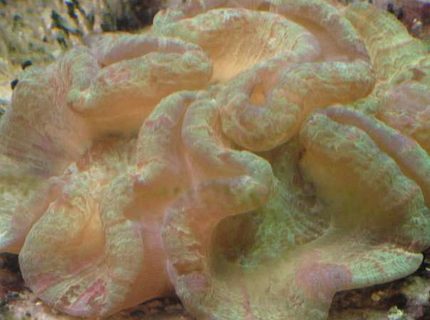 corals inverts - trachyphyllia radiata - brain coral, wellsophyllia stocking in 120 gallons tank - Open brain! corals inverts - trachyphyllia radiata - brain coral, wellsophyllia stocking in 120 gallons tank - Open brain!