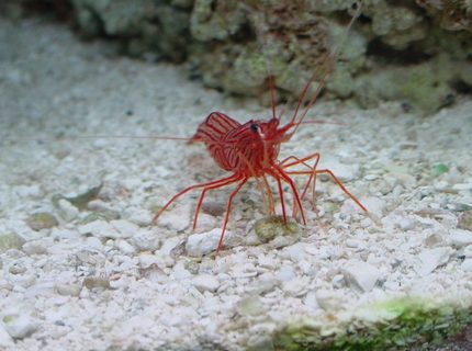 corals inverts - lysmata wurdemanni - peppermint shrimp stocking in 75 gallons tank - curious corals inverts - lysmata wurdemanni - peppermint shrimp stocking in 75 gallons tank - curious