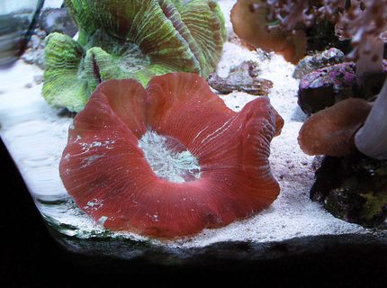 corals inverts - trachyphyllia geoffroyi - brain coral, trachyphyllia stocking in 24 gallons tank - Brain Coral-red eyed corals inverts - trachyphyllia geoffroyi - brain coral, trachyphyllia stocking in 24 gallons tank - Brain Coral-red eyed