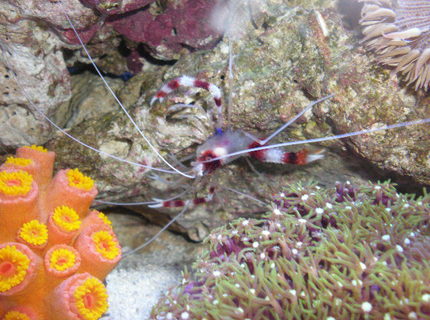 corals inverts - stenopus hispidus - banded coral shrimp stocking in 20 gallons tank - november !!!!!! new pictures !!!!!! corals inverts - stenopus hispidus - banded coral shrimp stocking in 20 gallons tank - november !!!!!! new pictures !!!!!!