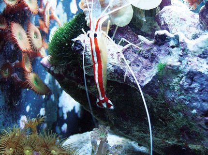 corals inverts - stenopus hispidus - banded coral shrimp stocking in 24 gallons tank - Side view o0f 12G 2 yr old shrimp-healthy corals inverts - stenopus hispidus - banded coral shrimp stocking in 24 gallons tank - Side view o0f 12G 2 yr old shrimp-healthy