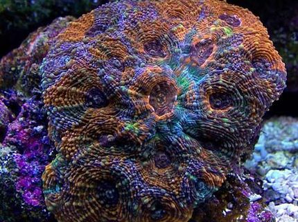 Rated #9: Corals Inverts - Acanthastrea Echinata - Rainbow Acan Stocking In 135 Gallons Tank Rated #9: Corals Inverts - Acanthastrea Echinata - Rainbow Acan Stocking In 135 Gallons Tank