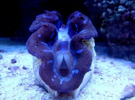 corals inverts - tridacna maxima - blue maxima clam stocking in 46 gallons tank - My new clam!! corals inverts - tridacna maxima - blue maxima clam stocking in 46 gallons tank - My new clam!!