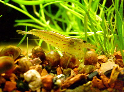 corals inverts - caridina japonica - japonica amano shrimp stocking in 16 gallons tank - Cardinia japonica corals inverts - caridina japonica - japonica amano shrimp stocking in 16 gallons tank - Cardinia japonica