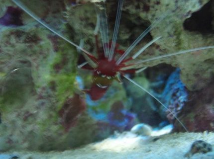 corals inverts - neocaridina denticulata sinensis - red cherry shrimp stocking in 37 gallons tank - shrimp corals inverts - neocaridina denticulata sinensis - red cherry shrimp stocking in 37 gallons tank - shrimp