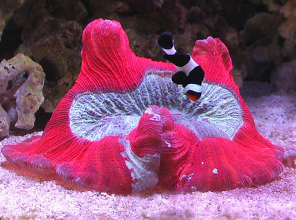 Rated #3: Corals Inverts - Trachyphyllia Geoffroyi - Brain Coral, Trachyphyllia Stocking In 100 Gallons Tank - Bali Brain Rated #3: Corals Inverts - Trachyphyllia Geoffroyi - Brain Coral, Trachyphyllia Stocking In 100 Gallons Tank - Bali Brain