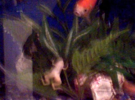 corals inverts - xenopus laevis - albino clawed frog stocking in 45 gallons tank - and whodini (african Claw frog) escape artist corals inverts - xenopus laevis - albino clawed frog stocking in 45 gallons tank - and whodini (african Claw frog) escape artist