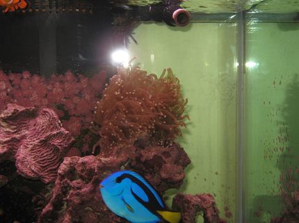 corals inverts - euphyllia glabrescens - torch coral stocking in 125 gallons tank - Blue Tang and Torch Coral corals inverts - euphyllia glabrescens - torch coral stocking in 125 gallons tank - Blue Tang and Torch Coral