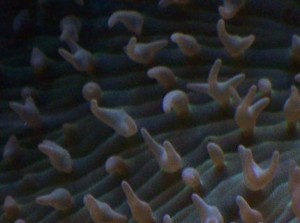 corals inverts - rhodactis indosinensis - hairy mushroom stocking in 38 gallons tank - Green Rhodactis spp. corals inverts - rhodactis indosinensis - hairy mushroom stocking in 38 gallons tank - Green Rhodactis spp.