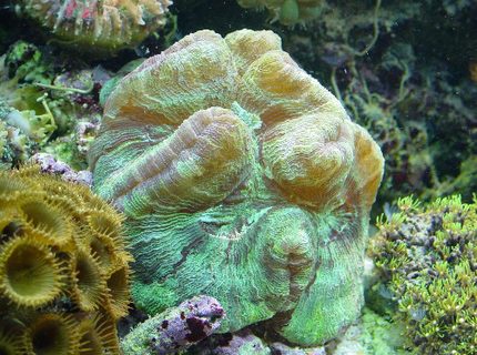 corals inverts - trachyphyllia radiata - brain coral stocking in 155 gallons tank - brain and polyps corals inverts - trachyphyllia radiata - brain coral stocking in 155 gallons tank - brain and polyps