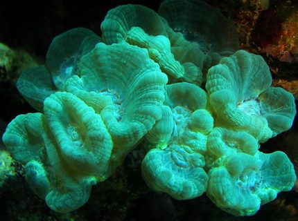 corals inverts - caulastrea furcata - candy cane coral stocking in 125 gallons tank - The same colony of Torch coral June 2008 corals inverts - caulastrea furcata - candy cane coral stocking in 125 gallons tank - The same colony of Torch coral June 2008