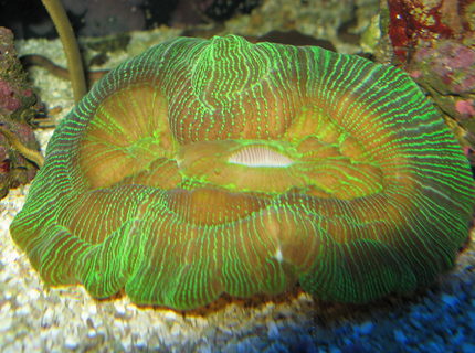corals inverts - trachyphyllia geoffroyi - brain coral, trachyphyllia stocking in 75 gallons tank - Open brain coral with open mouth corals inverts - trachyphyllia geoffroyi - brain coral, trachyphyllia stocking in 75 gallons tank - Open brain coral with open mouth
