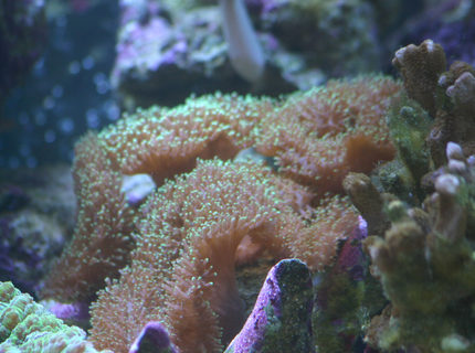 corals inverts - rhodactis indosinensis - hairy mushroom stocking in 130 gallons tank - Green hairy mush... corals inverts - rhodactis indosinensis - hairy mushroom stocking in 130 gallons tank - Green hairy mush...