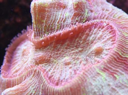 Rated #6: Corals Inverts - Trachyphyllia Geoffroyi - Brain Coral, Trachyphyllia Stocking In 90 Gallons Tank - Brain open Rated #6: Corals Inverts - Trachyphyllia Geoffroyi - Brain Coral, Trachyphyllia Stocking In 90 Gallons Tank - Brain open