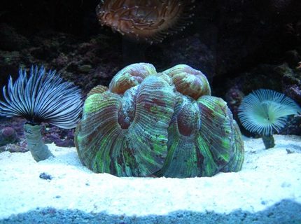 corals inverts - trachyphyllia radiata - brain coral, wellsophyllia stocking in 46 gallons tank - Open Brain Coral corals inverts - trachyphyllia radiata - brain coral, wellsophyllia stocking in 46 gallons tank - Open Brain Coral