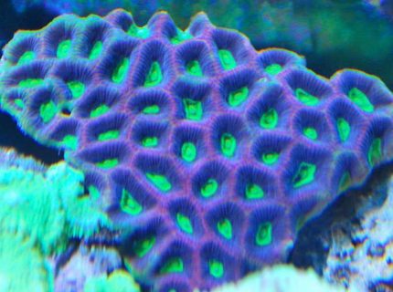 Rated #5: Corals Inverts - Favites Sp. - Brain Coral, Favites Stocking In 55 Gallons Tank - prizm favia truly natures art Rated #5: Corals Inverts - Favites Sp. - Brain Coral, Favites Stocking In 55 Gallons Tank - prizm favia truly natures art