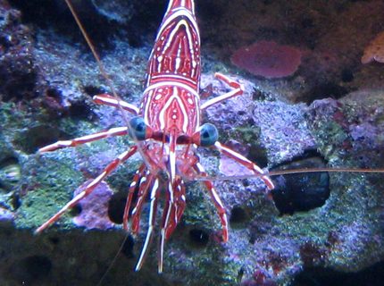 corals inverts - lysmata wurdemanni - peppermint shrimp stocking in 90 gallons tank - Peppermint corals inverts - lysmata wurdemanni - peppermint shrimp stocking in 90 gallons tank - Peppermint
