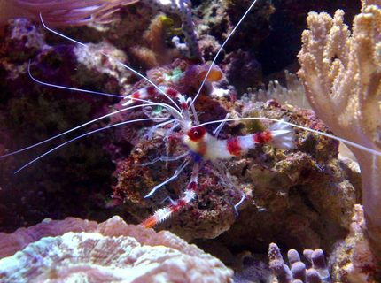 corals inverts - stenopus hispidus - banded coral shrimp stocking in 55 gallons tank - coral banded shrimp corals inverts - stenopus hispidus - banded coral shrimp stocking in 55 gallons tank - coral banded shrimp